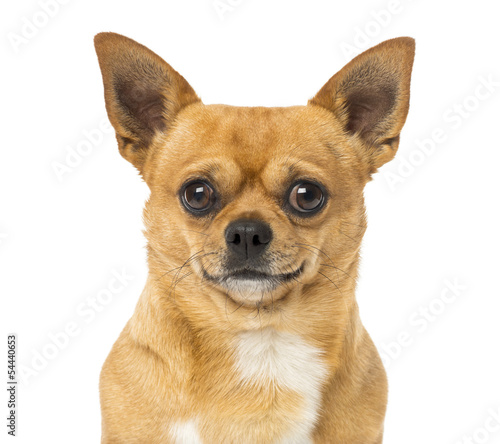 Close up of a Chihuahua, isolated on white © Eric Isselée
