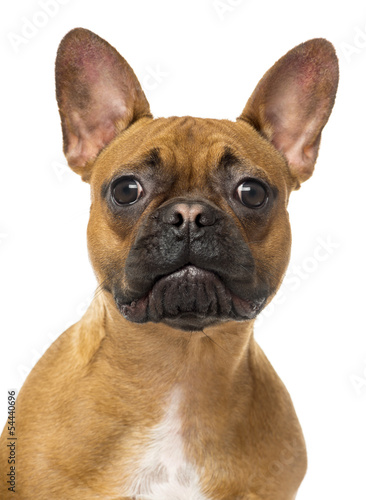 Close up of a French Bulldog looking at the camera  isolated