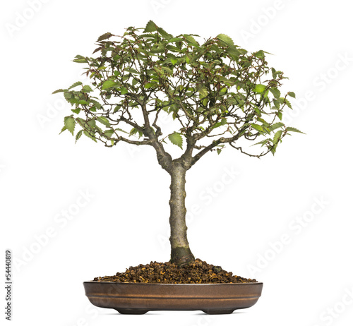 Zelkova Serrata, bonsai tree, isolated on white