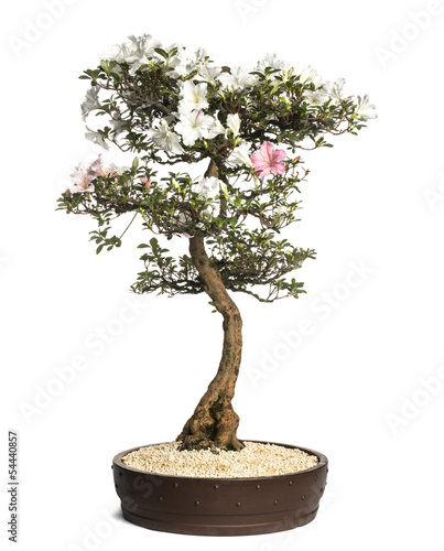 Azalea bonsai tree, Rhododendron, isolated on white