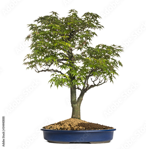 Maple bonsai tree, isolated on white