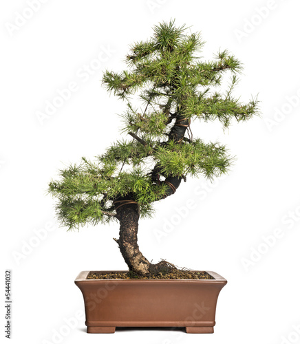 Larch bonsai tree, Larix, isolated on white