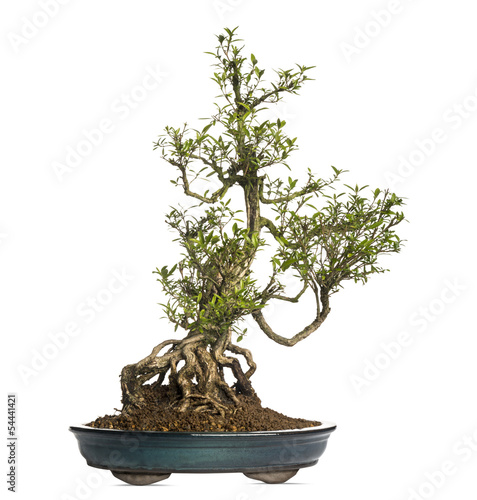 Serissa bonsai tree, Serissa foetida, isolated on white photo