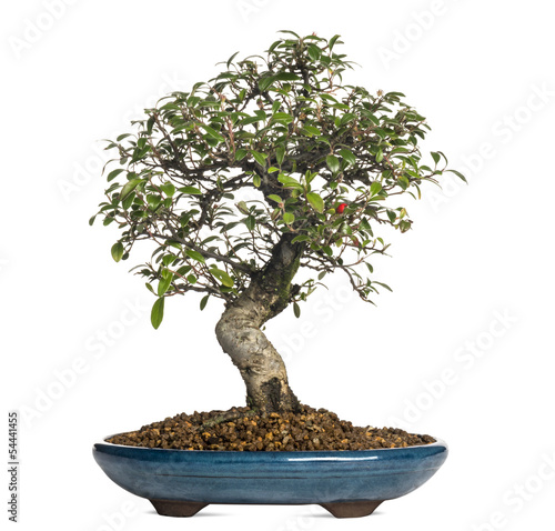 Cotoneaster bonsai tree, isolated on white