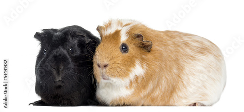 Two Guinea pigs next to each other, isolated on white