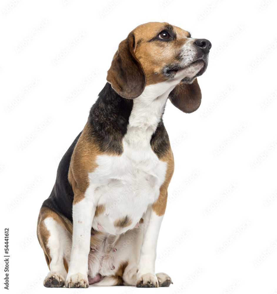 Beagle sitting, looking away, isolated on white