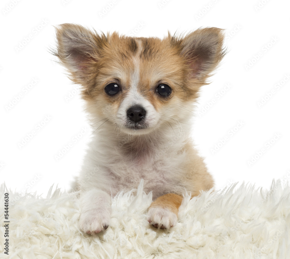 Close up of a Chihuahua puppy looking at the camera, isolated on Close up of a Chihuahua puppy looking at the camera, isolated on