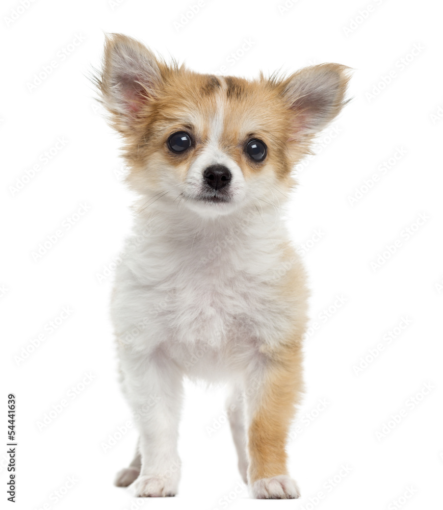 Chihuahua puppy standing, looking at the camera, isolated on whi
