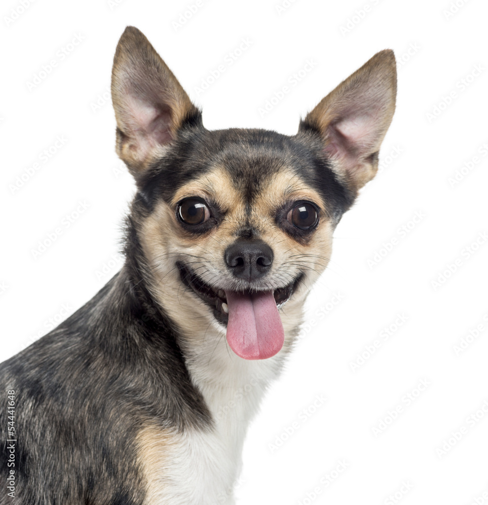 Close up of a Chihuahua sticking the tongue out, isolated on whi