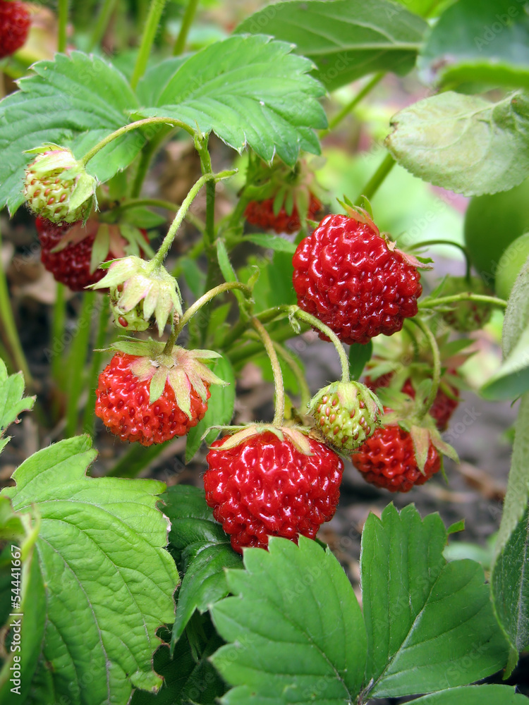 Strawberries against green leaves Strawberries against green leaves