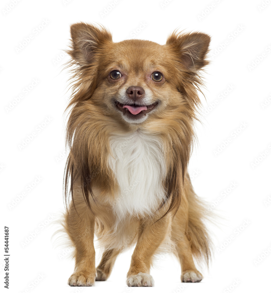 Chihuahua panting, standing, isolated on white