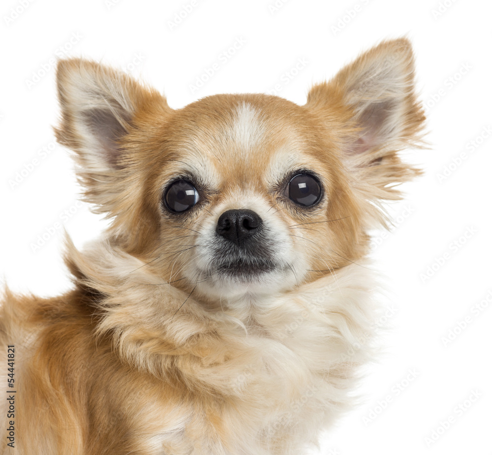 Close-up of a Chihuahua, isolated on white