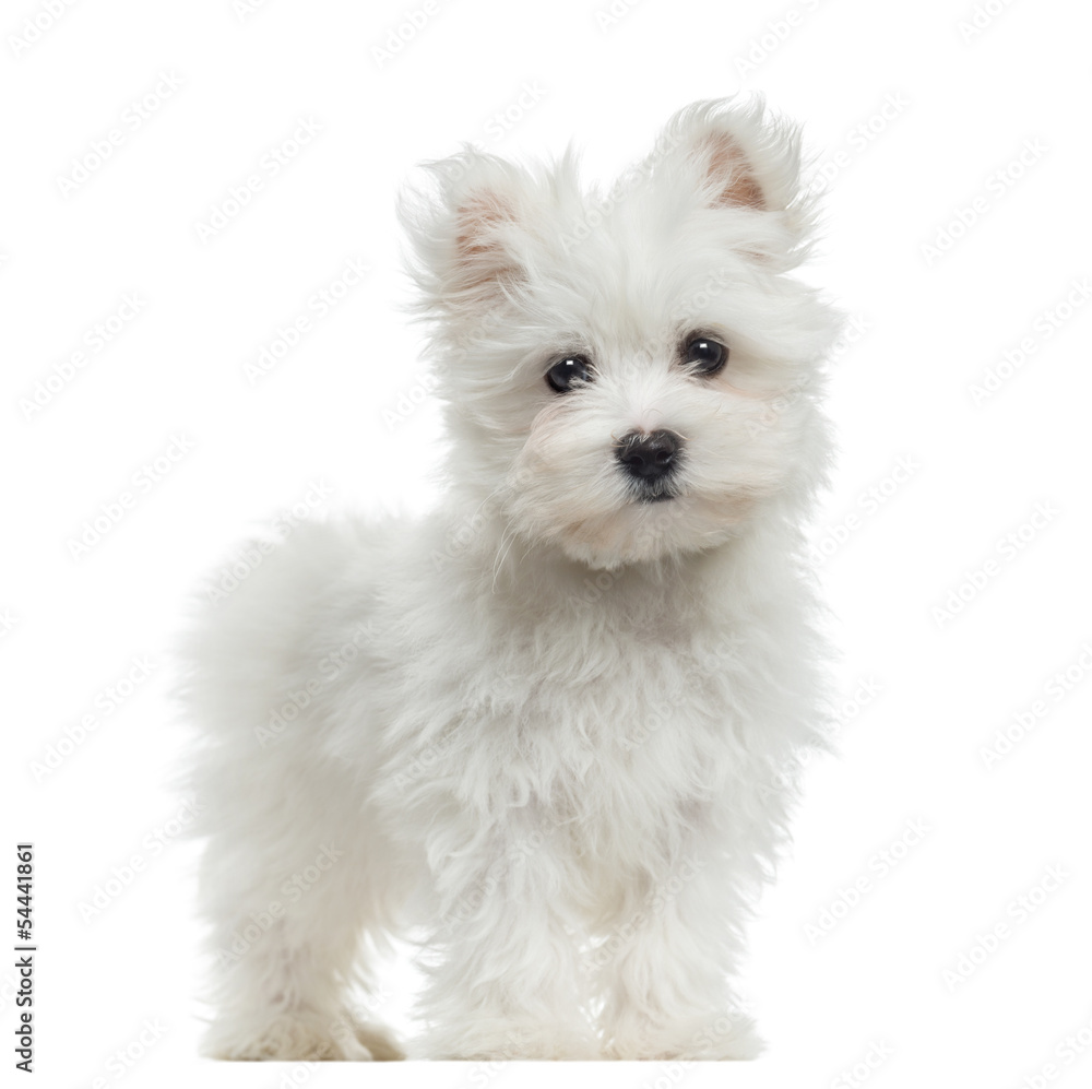Maltese puppy standing, looking at the camera, 2 months old - obrazy, fototapety, plakaty 