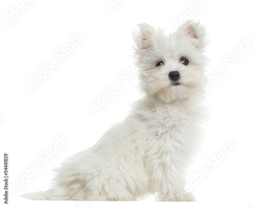Side view of Maltese puppy sitting, looking at the camera