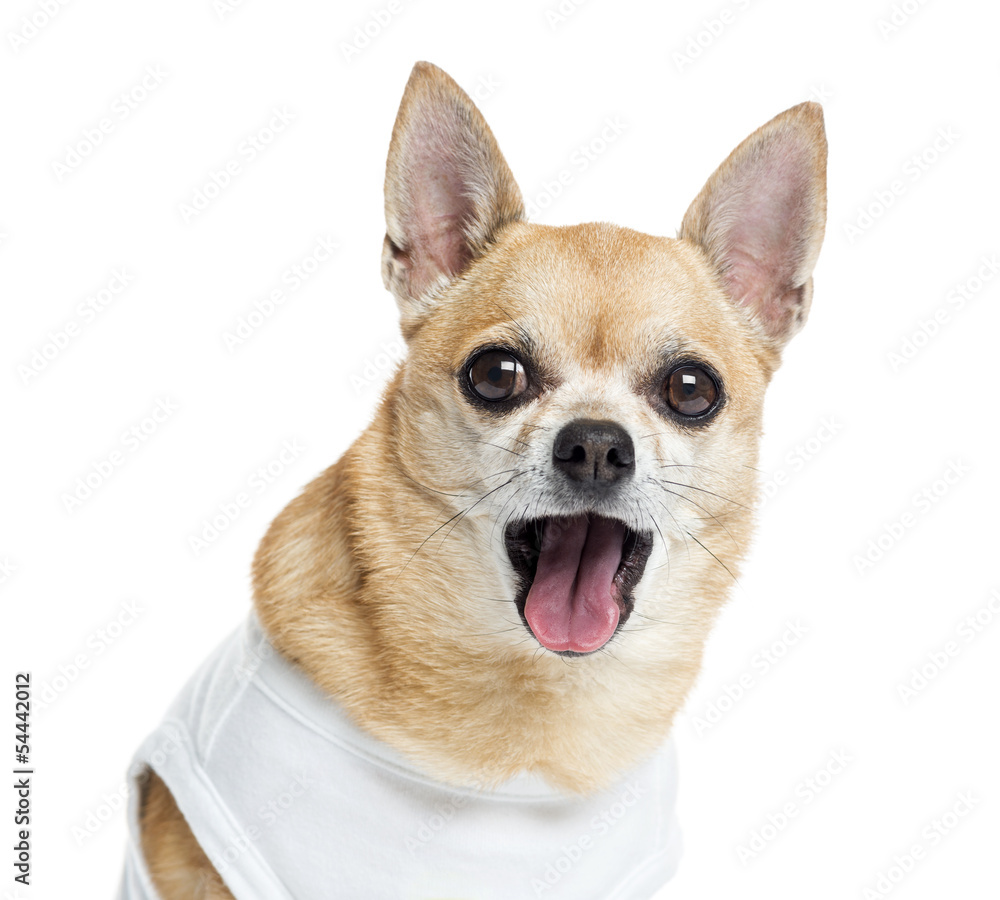 Close up of a dressed up Chihuahua panting, isolated on white