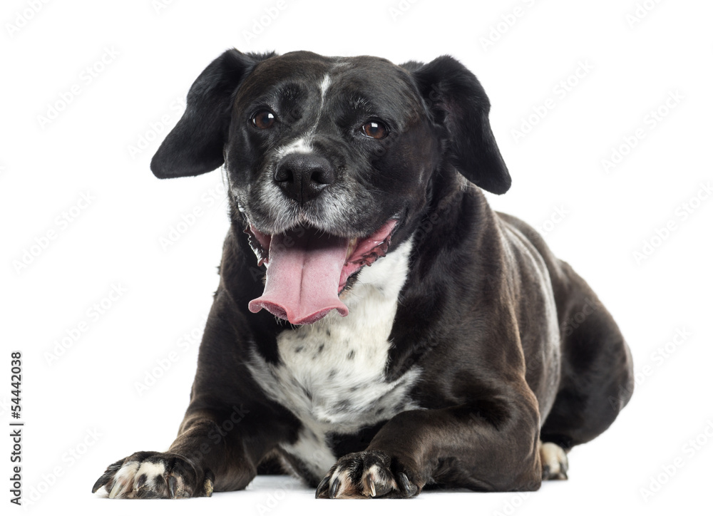 Labrador-boxer crossbreed lying, panting, isolated on white Labrador-boxer crossbreed lying, panting, isolated on white