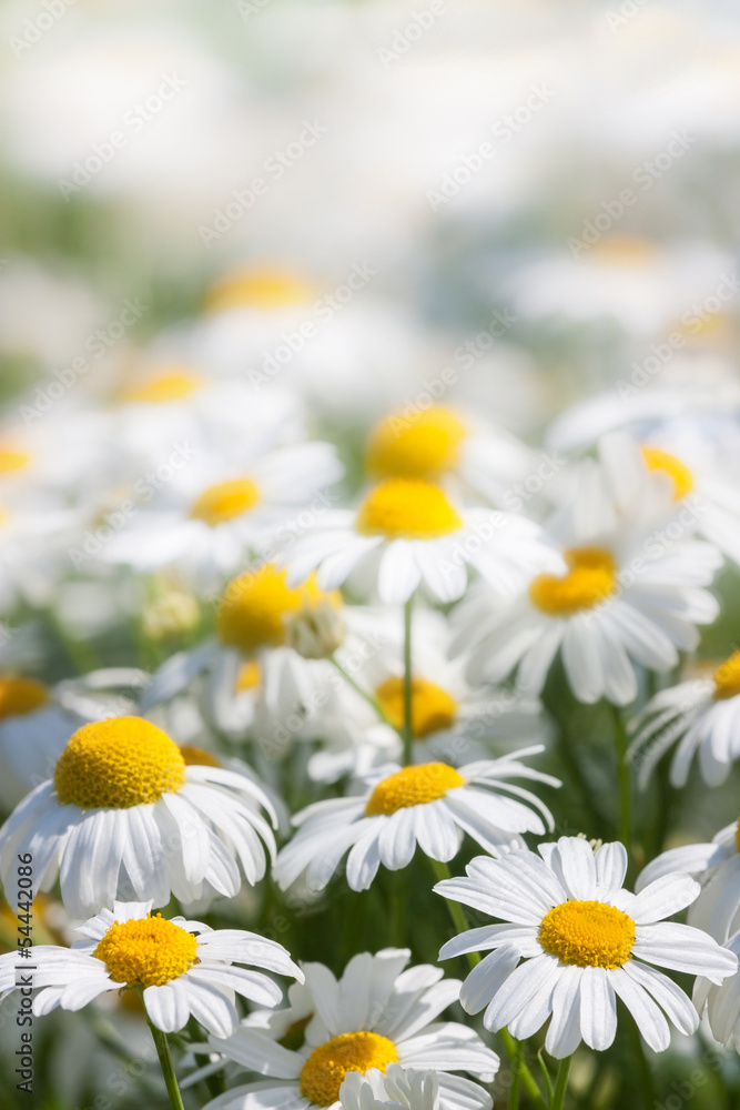 Fototapeta premium background of white flowers
