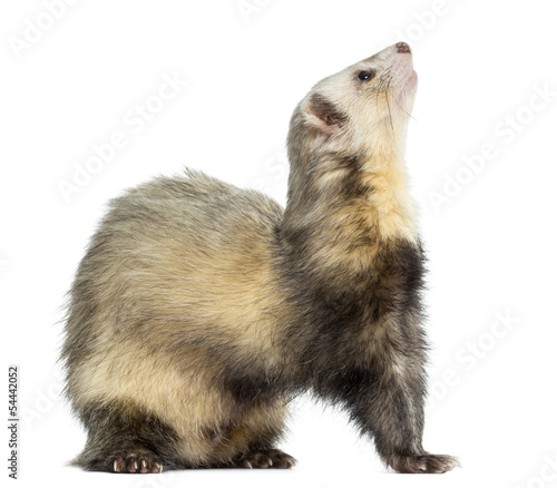 Ferret sitting, looking up, isolated on white
