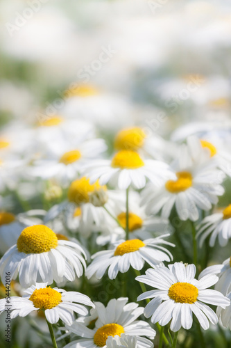 background of white flowers