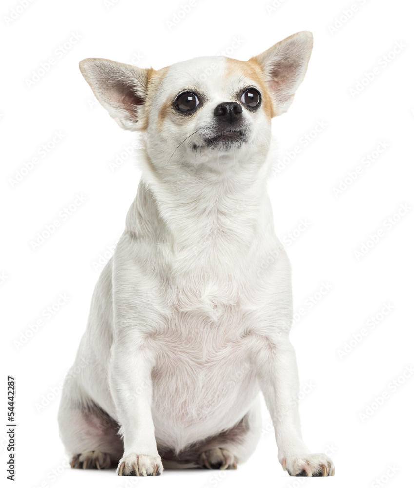 Chihuahua sitting, isolated on white