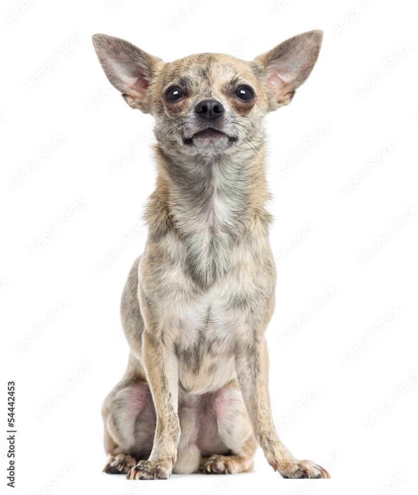 Chihuahua sitting, looking up, isolated on white