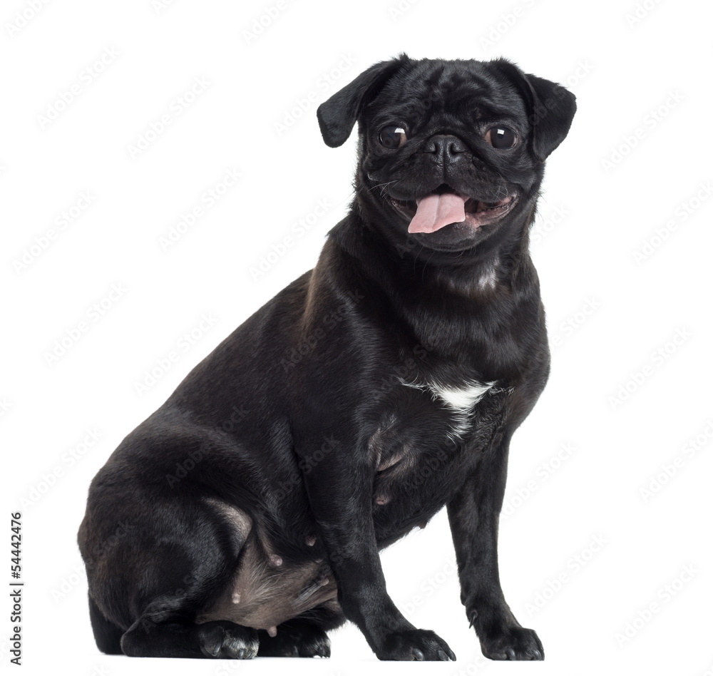 Pug sticking the tongue out, sitting, isolated on white