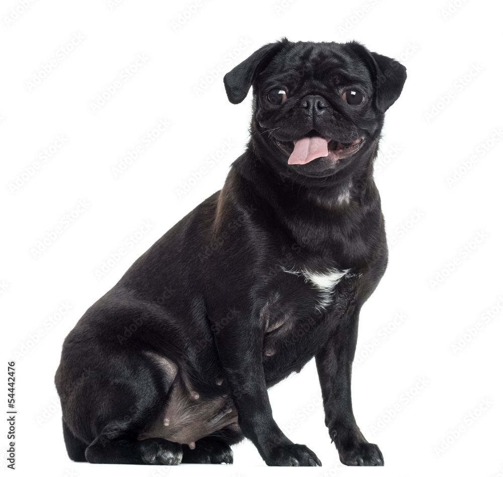 Pug sticking the tongue out, sitting, isolated on white Pug sticking the tongue out, sitting, isolated on white