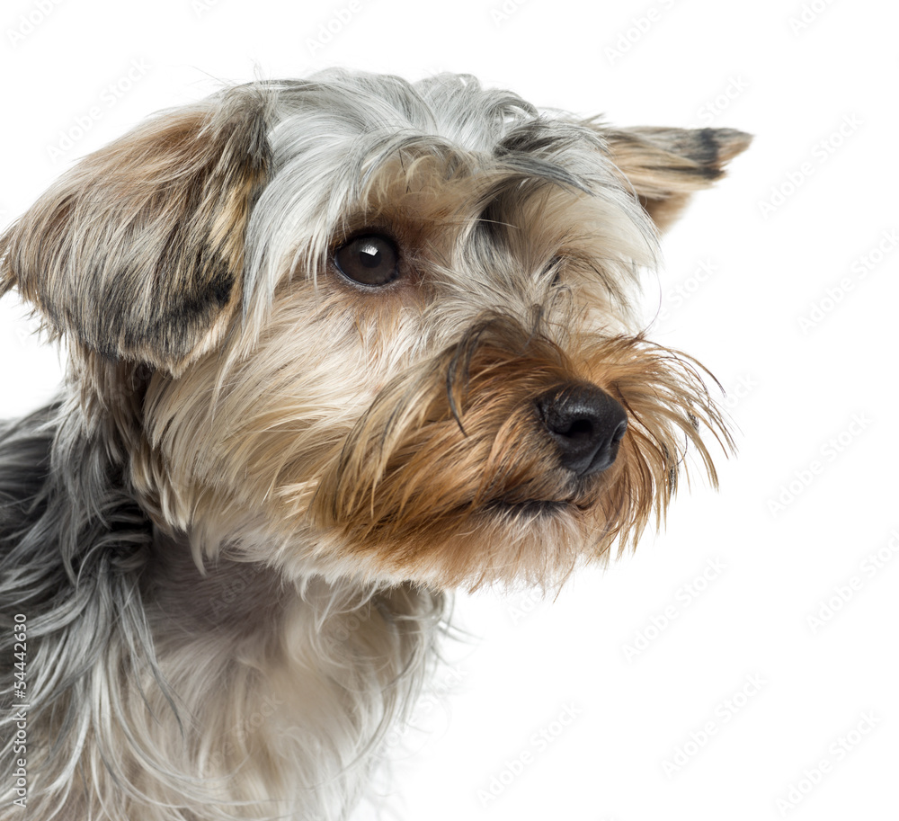 Close up of Yorkshire Terrier, isolated on white