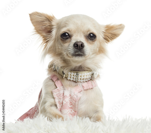 Close-up of a dressed up Chihuahua  isolated on white