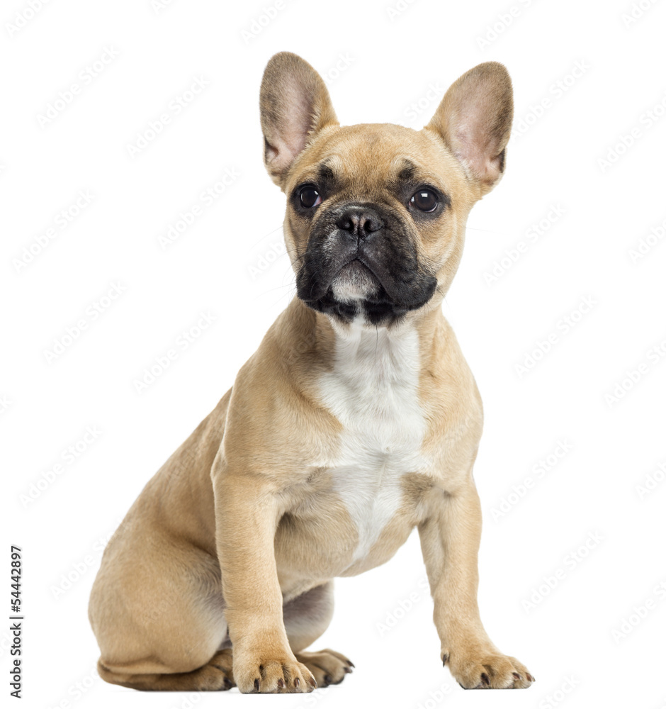 French Bulldog puppy sitting, looking up, isolated on white