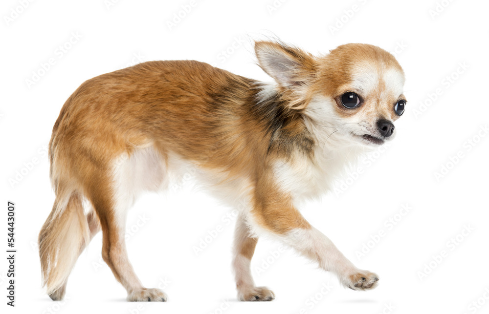 Side view of a Chihuahua walking, isolated on white