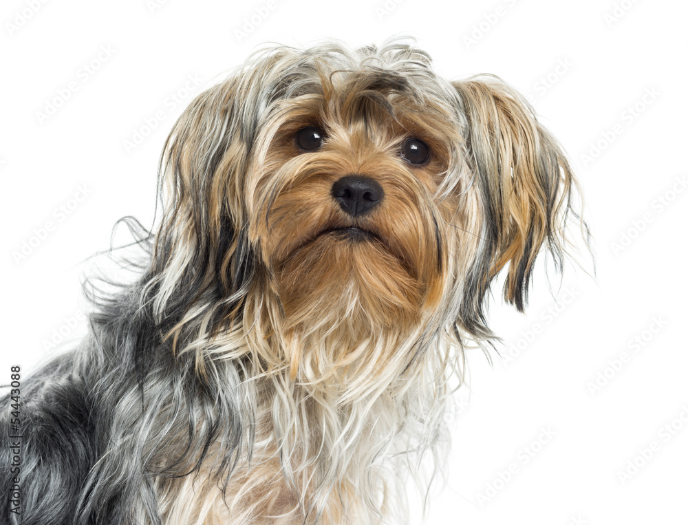 Close up of a Yorkshire, isolated on white Close up of a Yorkshire, isolated on white