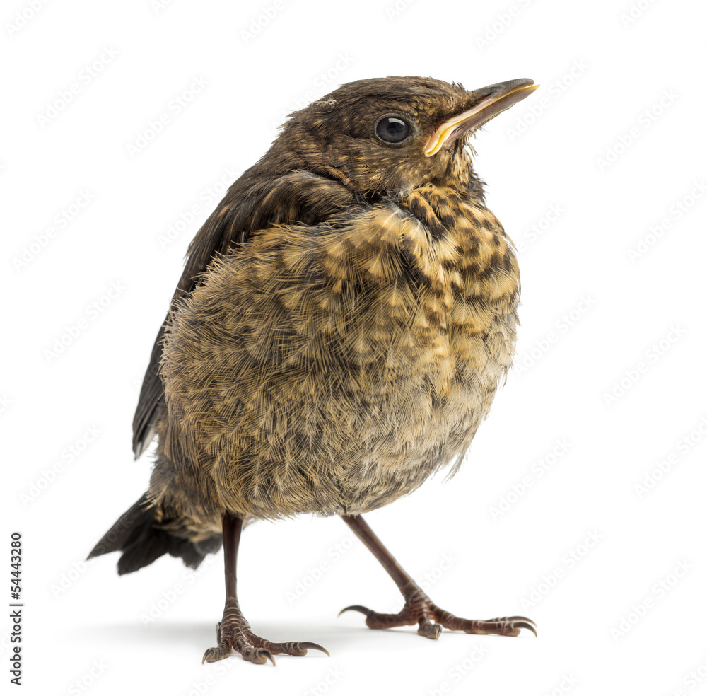 Naklejka premium Common Blackbird or Eurasian Blackbird, Turdus merula