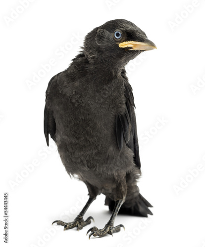 Western Jackdaw, Corvus monedula, isolated