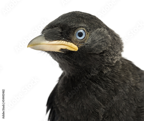 Close up of a Western Jackdaw  Corvus monedula