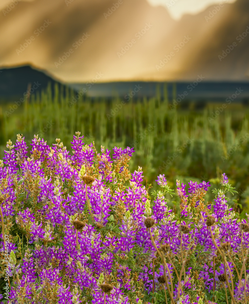Naklejka premium Lupine Wildflowers at the base of the Teton Mountains
