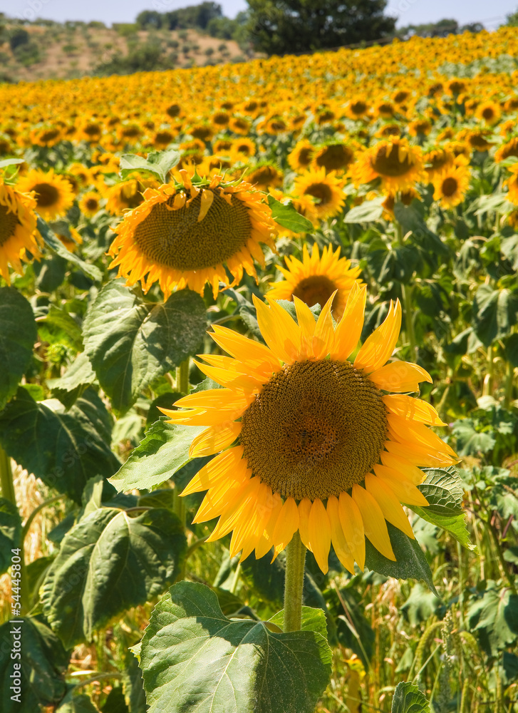 Obraz premium Sunflower field.