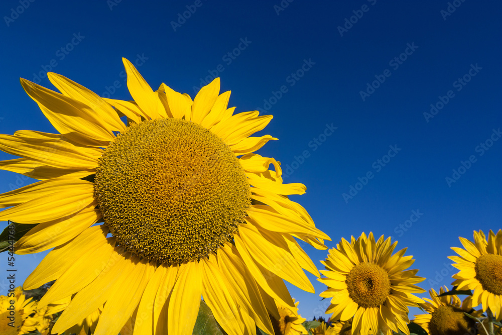 Fototapeta premium sunflower