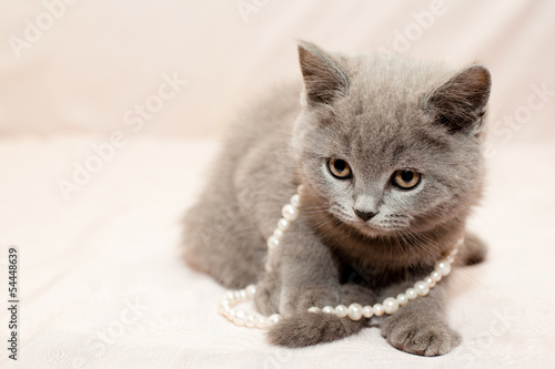 Grey kitten