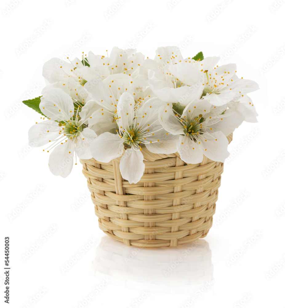 cherry blossom on white
