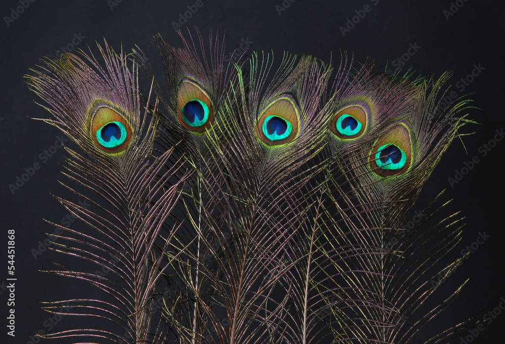 Naklejka premium Peacock feathers on black background
