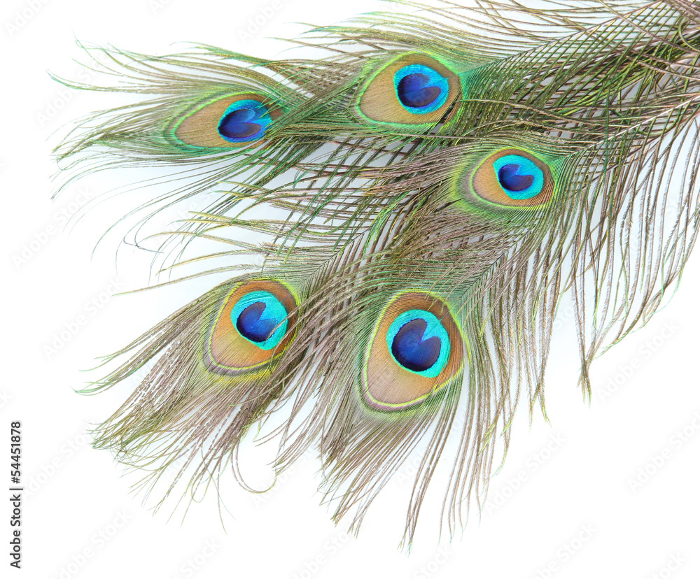 Obraz premium Peacock feathers on white background close-up