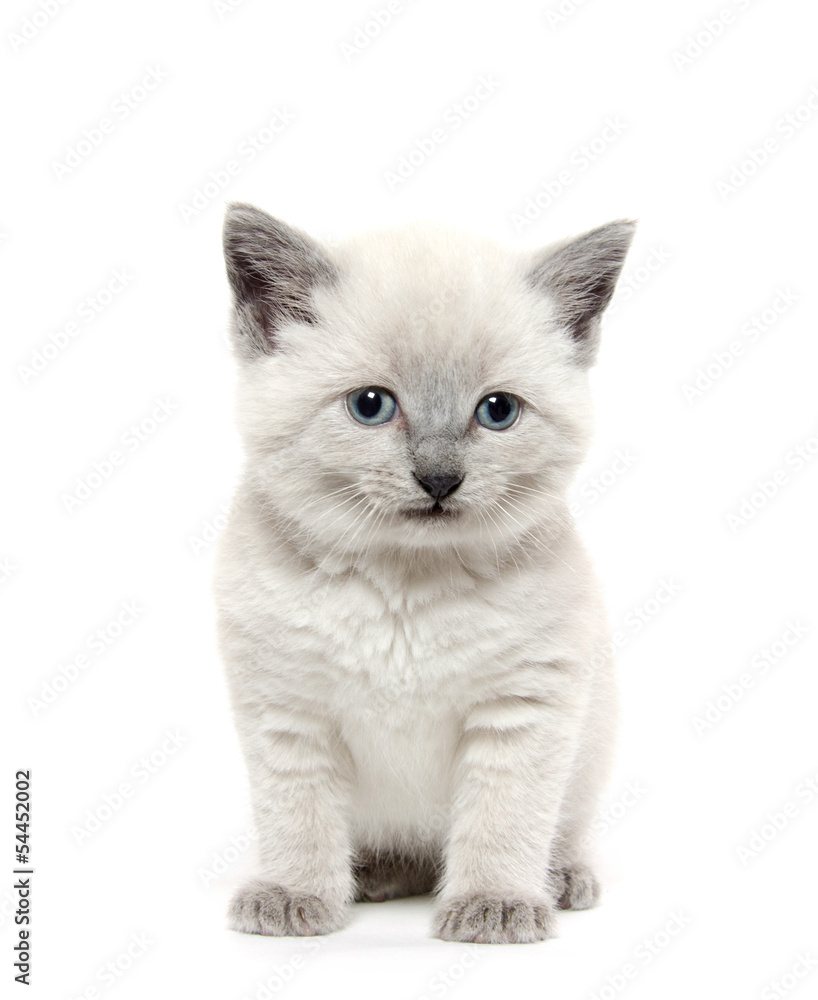 Cute kitten on white
