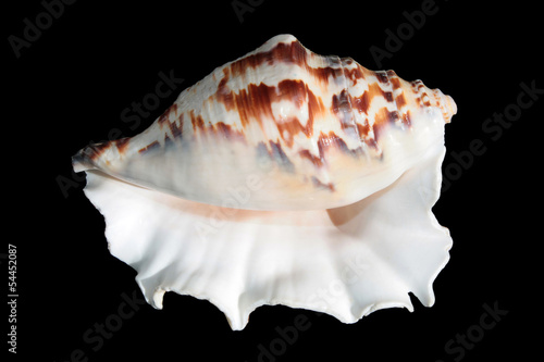 Spider conch on black background