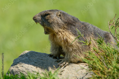 Marmotta delle Alpi