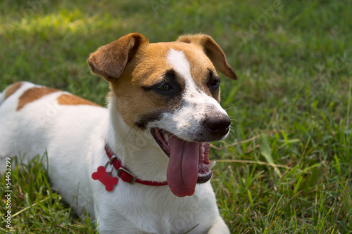 jack russel