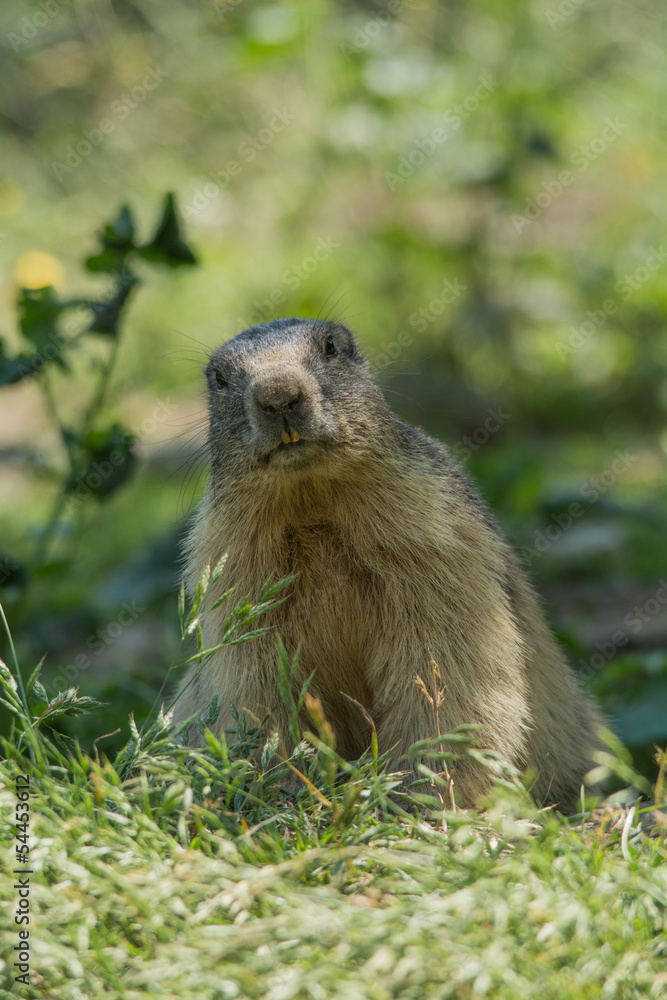 Marmotta delle Alpi