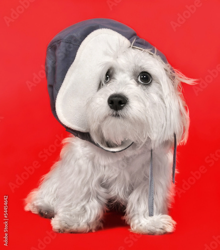Maltese dog in a cap