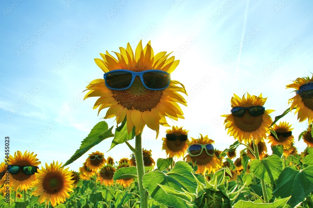 Sonnenblume Mit Brille" Bilder – Durchsuchen 8 Archivfotos, Vektorgrafiken  und Videos | Adobe Stock