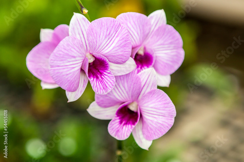 White purple orchid flowers
